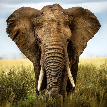 Tushita African Wildlife Kalender 2026