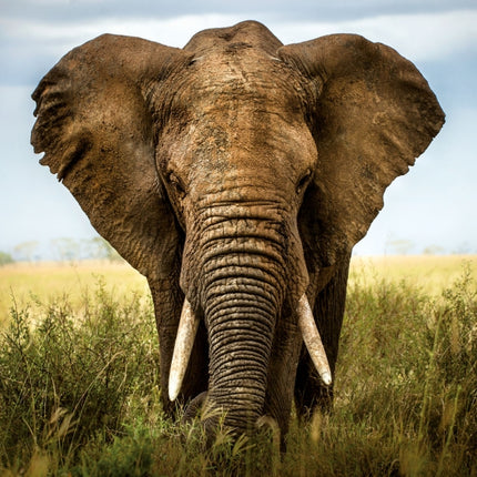 Tushita African Wildlife Kalender 2027