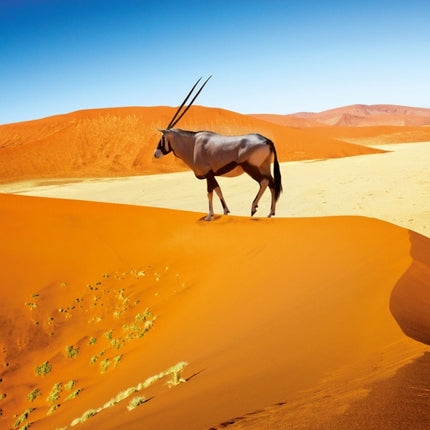 Tushita African Wildlife Kalender 2027