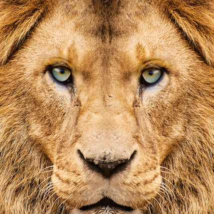 Tushita African Wildlife Kalender 2027