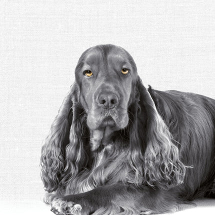 Tushita Animal Portraits Kalender 2027