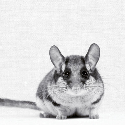 Tushita Animal Portraits Kalender 2027