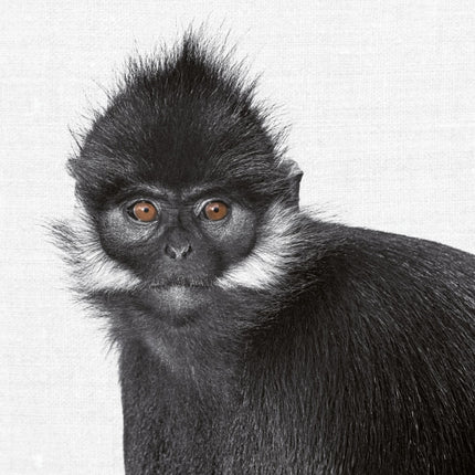 Tushita Animal Portraits Kalender 2027