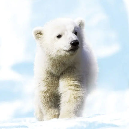 Tushita Baby Animals Kalender 2027