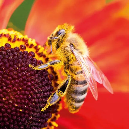 Tushita Bees - Bijen Kalender 2027
