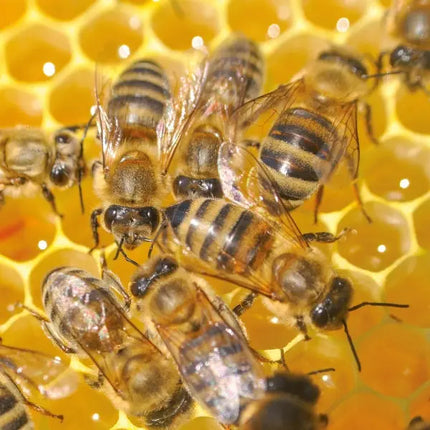 Tushita Bees - Bijen Kalender 2027
