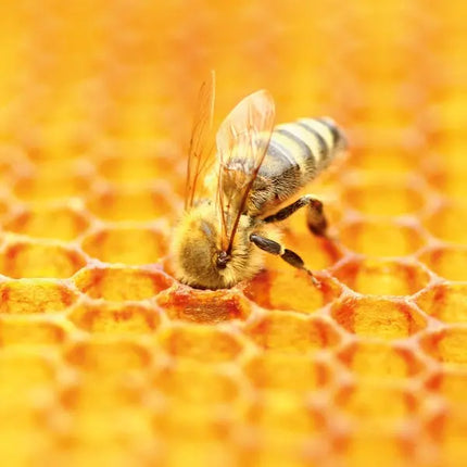 Tushita Bees - Bijen Kalender 2027