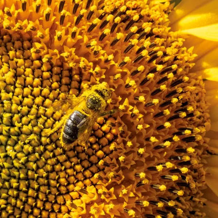 Tushita Bees - Bijen Kalender 2027