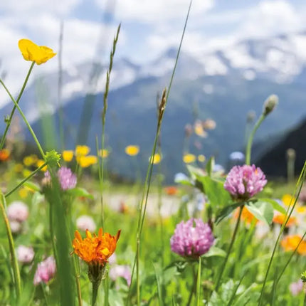 Tushita Bloemen Kalender 2027