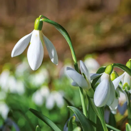 Tushita Bloemen Kalender 2027