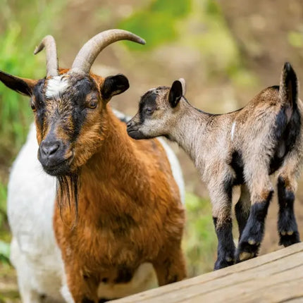 Tushita Boerderij Dieren Kalender 2027