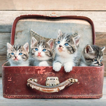 Tushita Cool Cats Kalender 2026