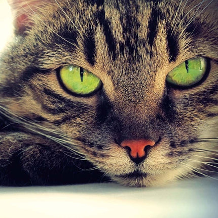 Tushita Cool Cats Kalender 2026
