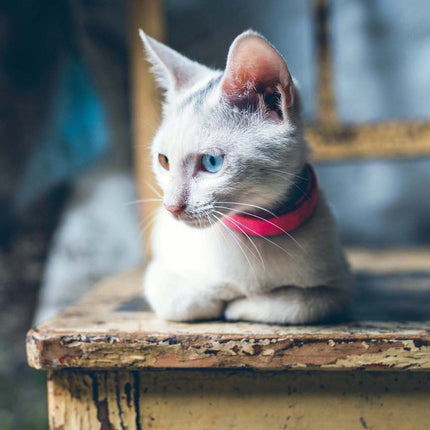Tushita Cool Cats Kalender 2026