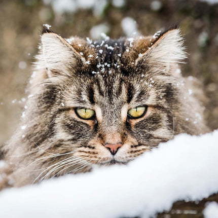 Tushita Cool Cats Kalender 2026