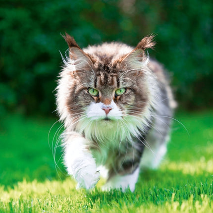Tushita Cool Cats Kalender 2027