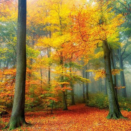Tushita Deep Forest Kalender 2026