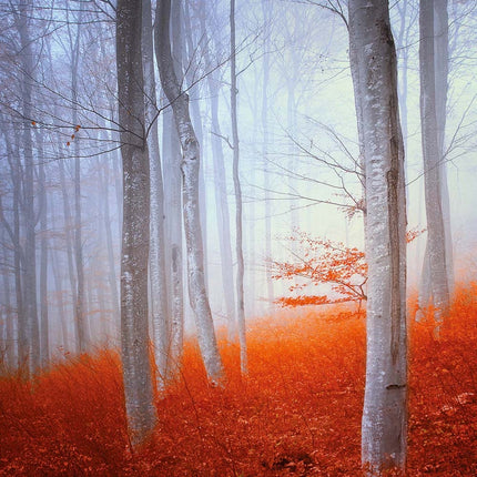 Tushita Deep Forest Kalender 2026
