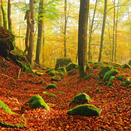 Tushita Deep Forest Kalender 2027