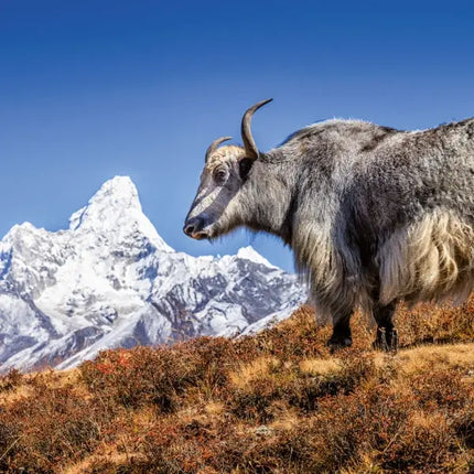 Tushita Himalaya Kalender 2027