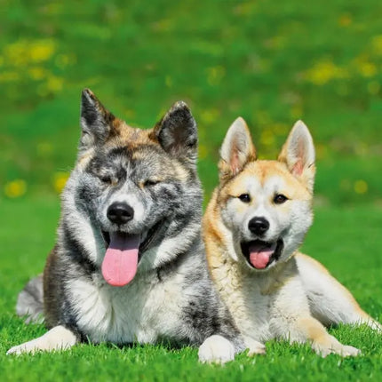Tushita Honden Kalender 2027