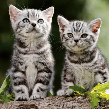 Tushita Katten Kalender 2027