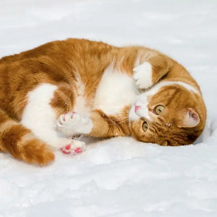 Tushita Katten Kalender 2027