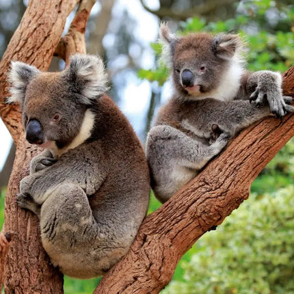 Tushita Koala's Kalender 2027