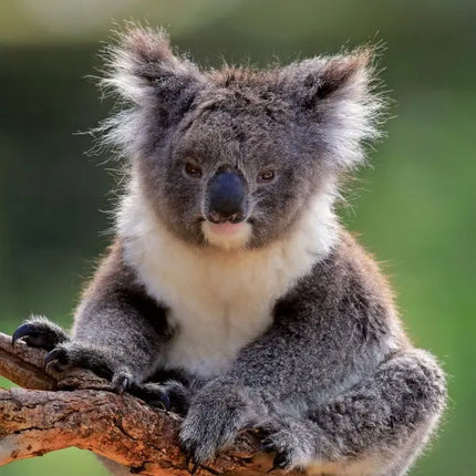 Tushita Koala's Kalender 2027