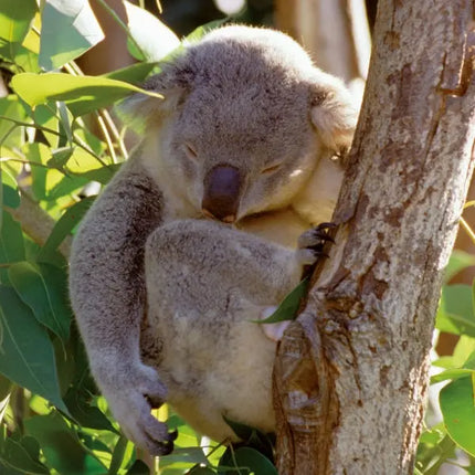 Tushita Koala's Kalender 2027