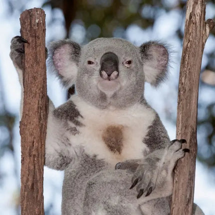 Tushita Koala's Kalender 2027