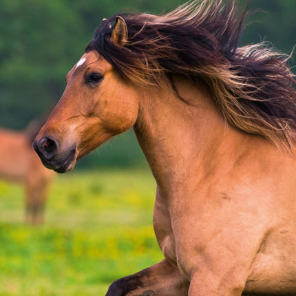 Tushita Magische Paarden Kalender 2027