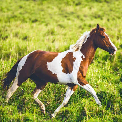 Tushita Magische Paarden Kalender 2027