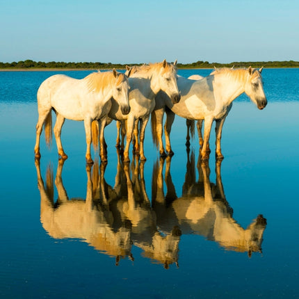 Tushita Magische Paarden Kalender 2027