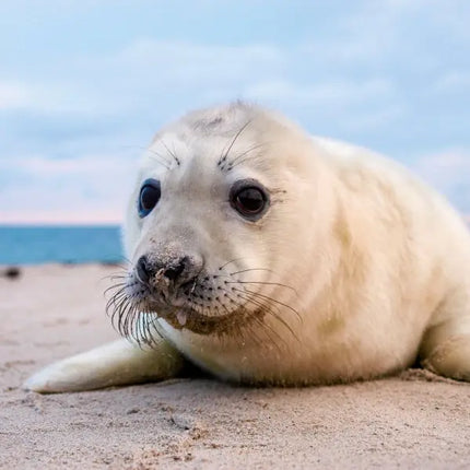 Tushita Noordzee Kalender 2027