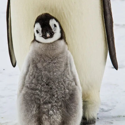 Tushita Pinguin Kalender 2027