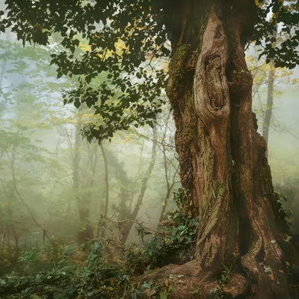 Tushita Prachtige Bomen Kalender 2027