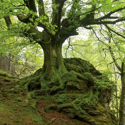 Tushita Prachtige Bomen Kalender 2027