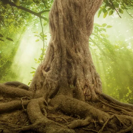 Tushita Prachtige Bomen Kalender 2027