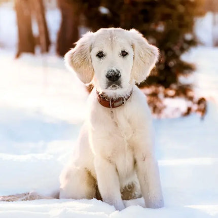 Tushita Puppies Kalender 2027