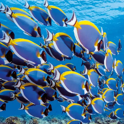 Tushita Sea Animals Kalender 2027