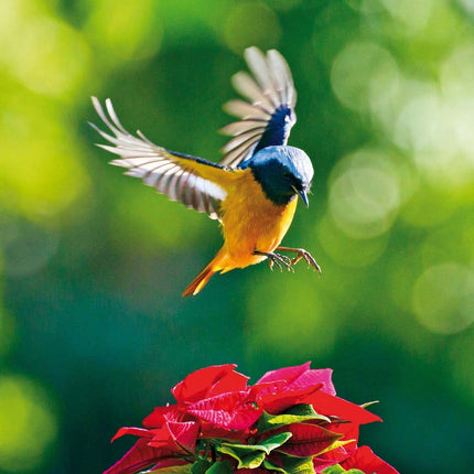 Tushita Tuinvogels Kalender 2027