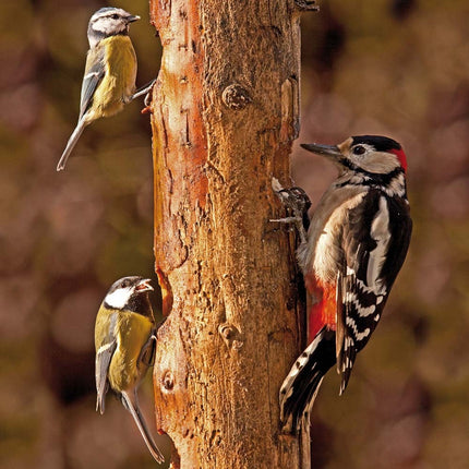 Tushita Tuinvogels Kalender 2027