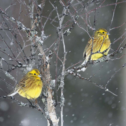 Tushita Tuinvogels Kalender 2027