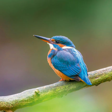 Tushita Vogels Kalender 2027
