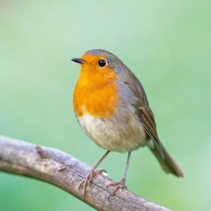 Tushita Vogels Kalender 2027