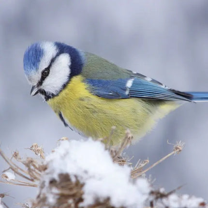Tushita Vogels Kalender 2027