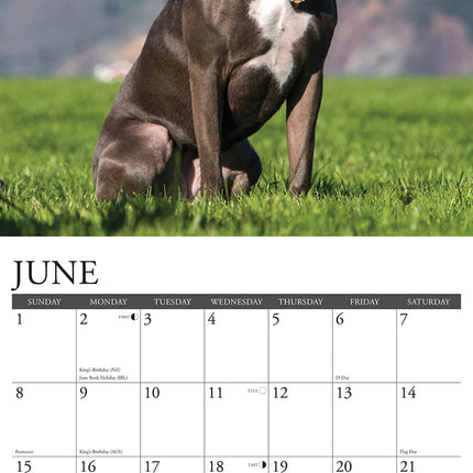 Willow Creek American Pit Bull Terrier Kalender 2025