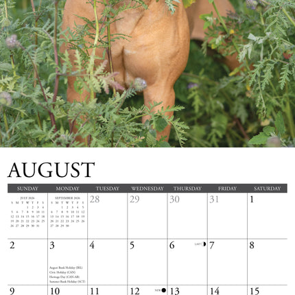 Willow Creek American Pit Bull Terrier Kalender 2026