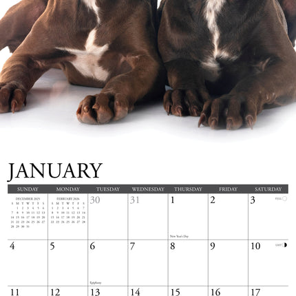 Willow Creek American Pit Bull Terrier Puppies Kalender 2027